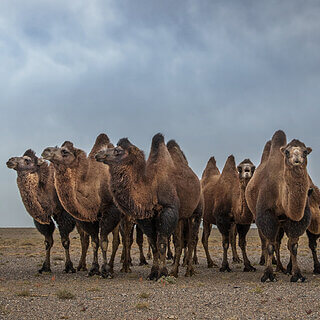 Gobi - Camels